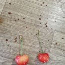 시후농장 이미지