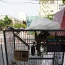 킹콩아쿠아 이미지