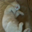 꼼꼼약국 이미지