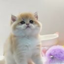 루시캣