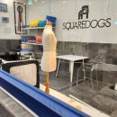 스퀘어독스 펫 이미지