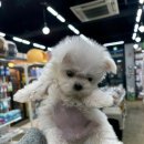 야옹아 멍멍해봐 강아지고양이 충남서산점 이미지