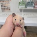 햄스터 라운지 이미지