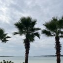 신양2로 | 제주 카페 신양섭지 해변 서귀피안 베이커리 방문 후기