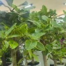 오늘의 선물 | 여수꽃집 후기, 오늘의 꽃으로 완성하는 감동 선물~