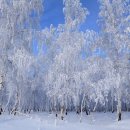 자작나무 숲 이미지