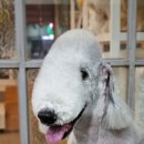 개미애견미용실 이미지