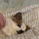 구야네 애견샵 | 경주 감포 여행 애견동반 오션뷰 숙소 [샵앤플랫호텔]