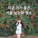 뚝섬 한강공원 능소화 주차 위치 실시간 비오는날 서울 능소화 명소