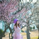 매화공원 이미지