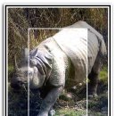 코뿔소PC 이미지
