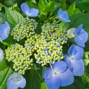 장산 - 영산대~꽃다래공원~돌탑~구곡산갈림길~중봉옥녀봉안부~수국꽃공원~동백역 이미지