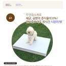 개 쿨 이미지