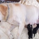 라이코스 이미지