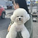 애견왕국 이미지