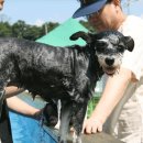 애견랜드 이미지