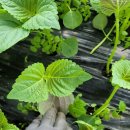 깻잎농원 이미지