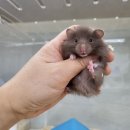 우다다햄쮸 네이버블로그