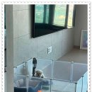 펫365 강아지분양 고양이분양 전주본점 이미지