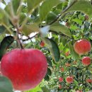 인선농장 이미지