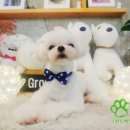 개스트 그루밍 이미지