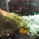 킹콩아쿠아 이미지