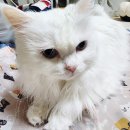 구석댕이 네이버블로그