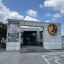 카츠 고릴라 이미지