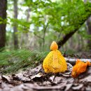 망태수퍼 이미지