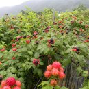 뽑기베리 이미지