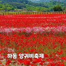 하동 북천 꽃양귀비축제 2026 실시간 후기: 개화상황, 주차, 입장료, 방문 꿀팁 총정리
