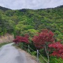 솔향어린이공원 | &#34;국내 최대급 소나무 숲 테마공원&#34; 20만㎡ 규모의 적송을 보며 걷기 좋은 가을 여행지