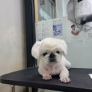 와와리 애견미용 이미지