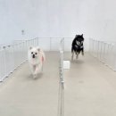 애견천국 이미지