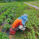 보대농장 이미지