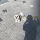 오늘도 이쁘개 | 베리하우스 말티즈전문견사 검단말티즈분양후기 예쁜 말티즈 희동왕자소식~♡