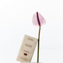 소로 소로 이미지