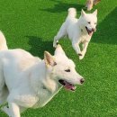 큰댕댕 개치원 이미지