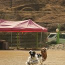 스타독스 이미지