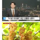 국산 신품종의 포도 등장 '슈팅스타' 이미지