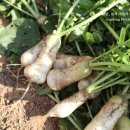 뽑기 좋은날 이미지