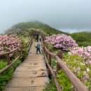 23년 소백산 철쭉 개화 현황 이미지