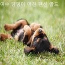 여수 댕댕이 애견 가족펜션 골드 | 전남 1박 독채펜션, 여수 댕댕이 애견 펜션 골드 깔끔한 갓성비 숙소로 추천