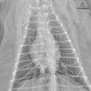 돌봄 동물병원 이미지