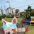 마당하우스 | 제주 반려견 동반 숙소 추천 공항 25분 천연 잔디 마당 있는 애월 엔젤하우스 투숙 후기