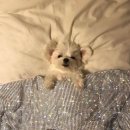 도그리니 이미지