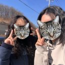 돈치킨아산 | 231