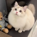 플래티넘 미트크리스프 고양이 생육사료 후기