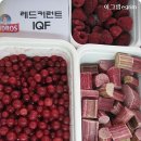 국제냉동 Daum카페