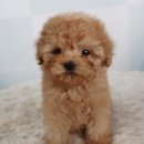 탑클래스 퍼피 이미지